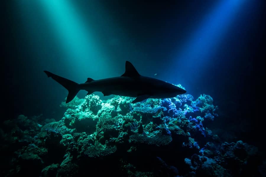 Слот Razor Shark подводный мир